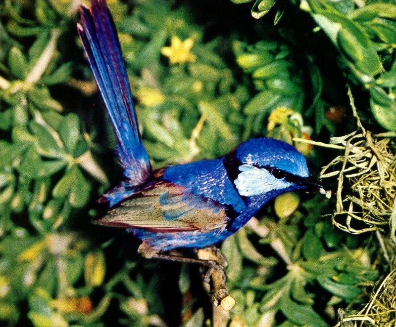 Superb Fairy-wren (Malurus cyaneus) {!--청요정굴뚝새, 요정굴뚝새-->; DISPLAY FULL IMAGE.