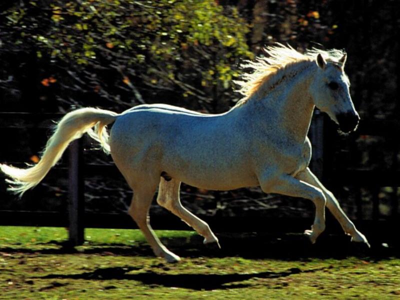 Domestic Horse (Equus caballus) {!--말--> running; DISPLAY FULL IMAGE.