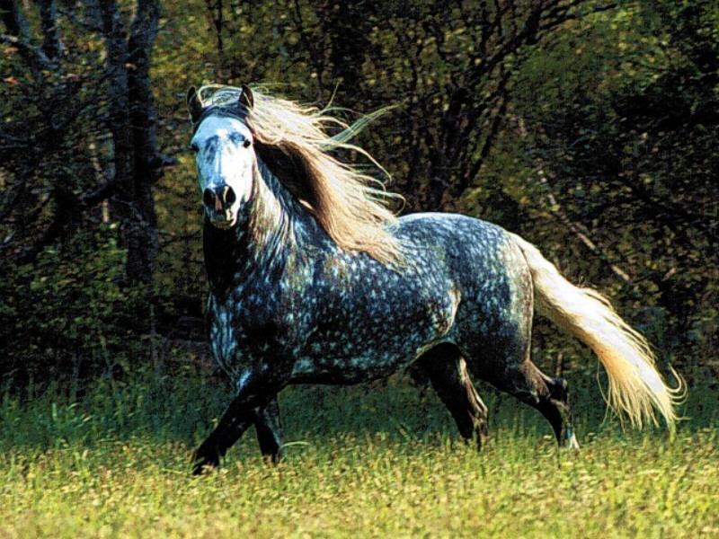 Domestic Horse (Equus caballus) {!--말--> running; DISPLAY FULL IMAGE.