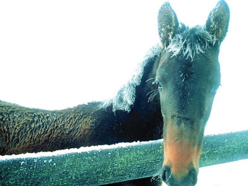 Domestic Horse (Equus caballus) {!--말-->; DISPLAY FULL IMAGE.