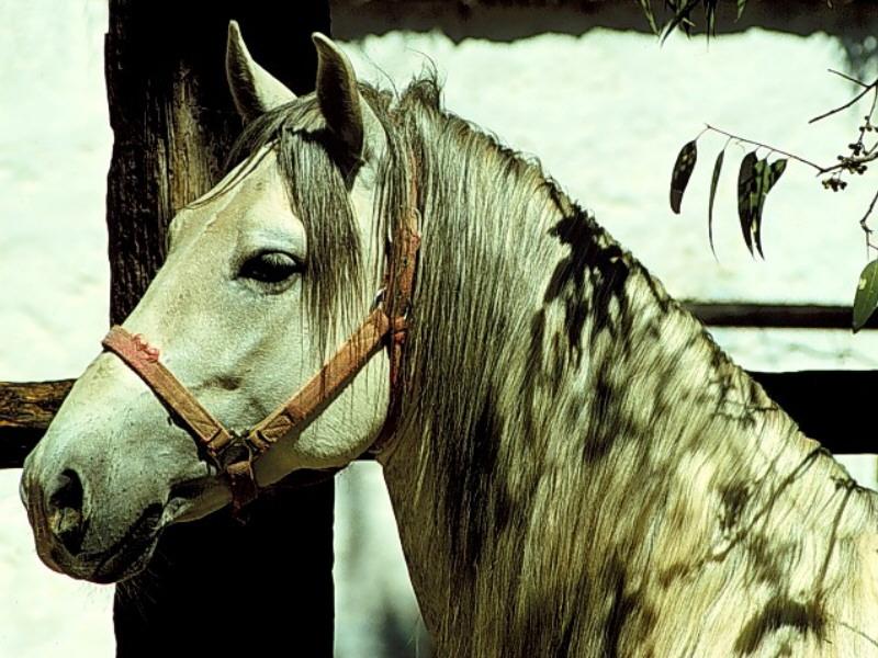 Domestic Horse (Equus caballus) {!--말--> head; DISPLAY FULL IMAGE.