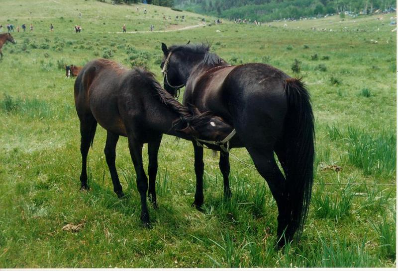 Domestic Horses (Equus caballus) {!--말-->; DISPLAY FULL IMAGE.