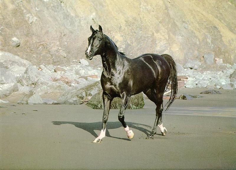 Domestic Horse (Equus caballus) {!--말--> - Black horse; DISPLAY FULL IMAGE.