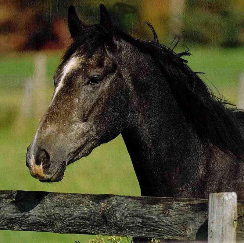Domestic Horse (Equus caballus) {!--말--> head; DISPLAY FULL IMAGE.