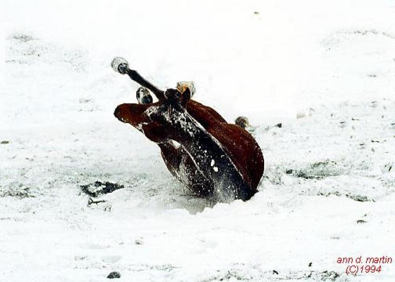 Domestic Horse (Equus caballus) {!--말-->; DISPLAY FULL IMAGE.