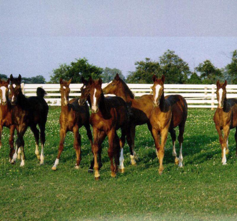 Domestic Horses (Equus caballus) {!--말-->; DISPLAY FULL IMAGE.