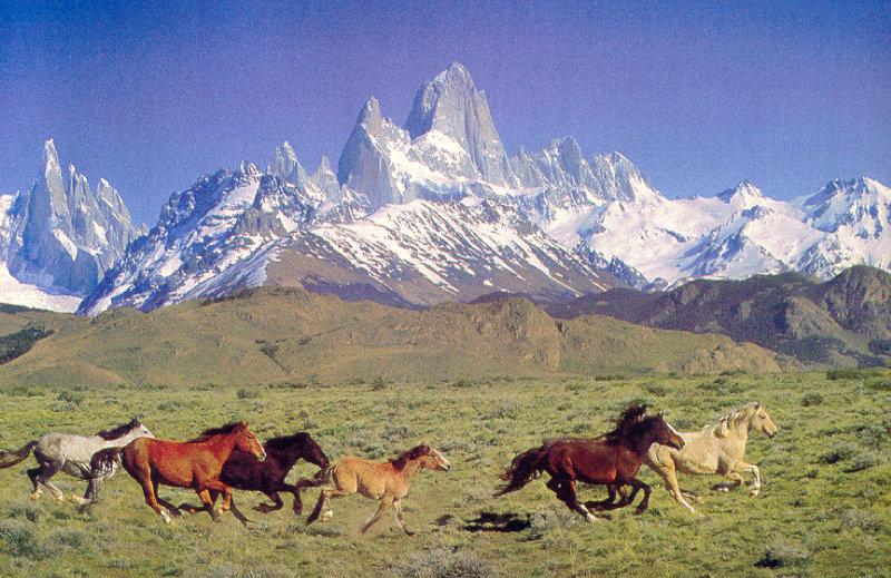 Domestic Horses (Equus caballus) {!--말--> running; DISPLAY FULL IMAGE.