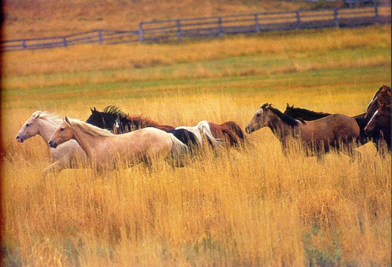 Domestic Horses (Equus caballus) {!--말--> running; DISPLAY FULL IMAGE.