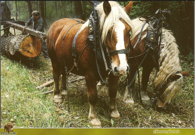 Domestic Horses (Equus caballus) {!--말-->; DISPLAY FULL IMAGE.