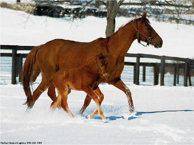 Domestic Horses (Equus caballus) {!--말--> mare; DISPLAY FULL IMAGE.
