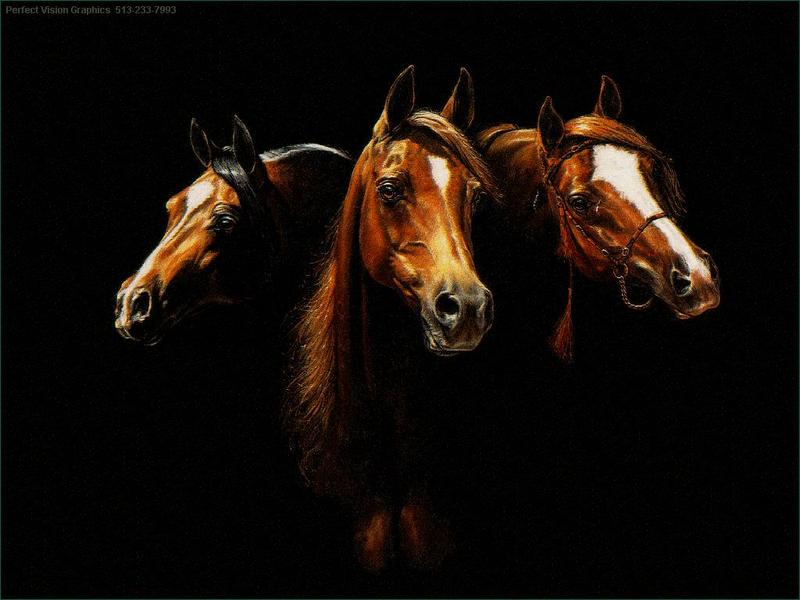 Domestic Horses (Equus caballus) {!--말-->; DISPLAY FULL IMAGE.