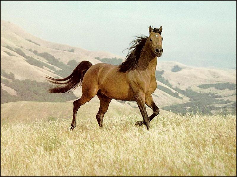 Domestic Horse (Equus caballus) {!--말--> running; DISPLAY FULL IMAGE.