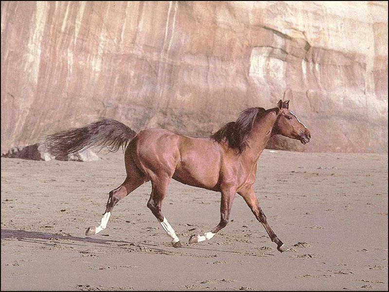 Domestic Horse (Equus caballus) {!--말--> running; DISPLAY FULL IMAGE.