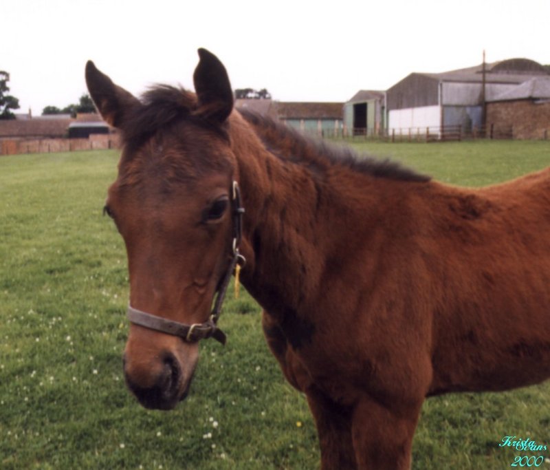 Domestic Horse (Equus caballus) {!--말--> young foal; DISPLAY FULL IMAGE.