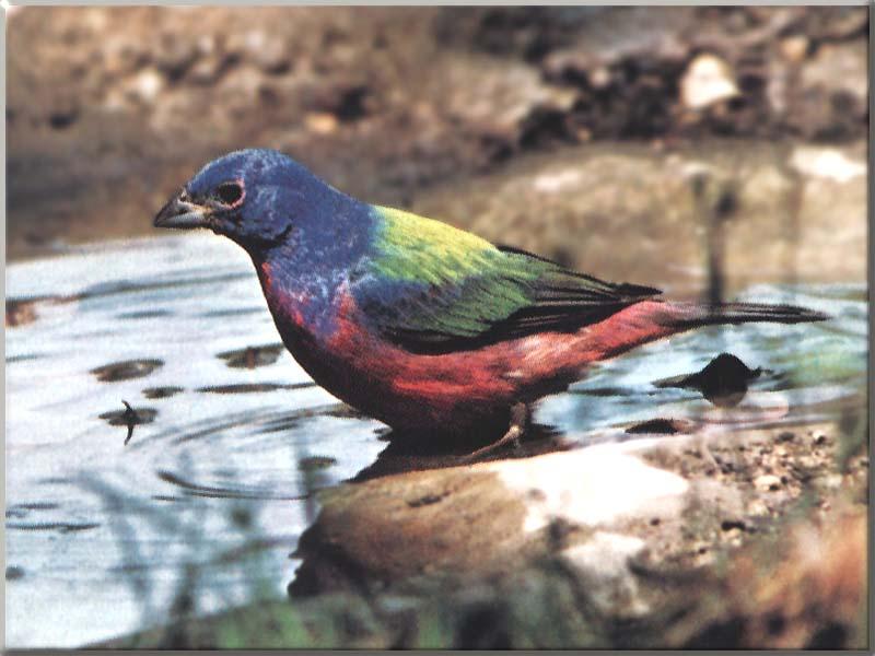 Painted Bunting (Passerina ciris) {!--오색멧새-->; DISPLAY FULL IMAGE.