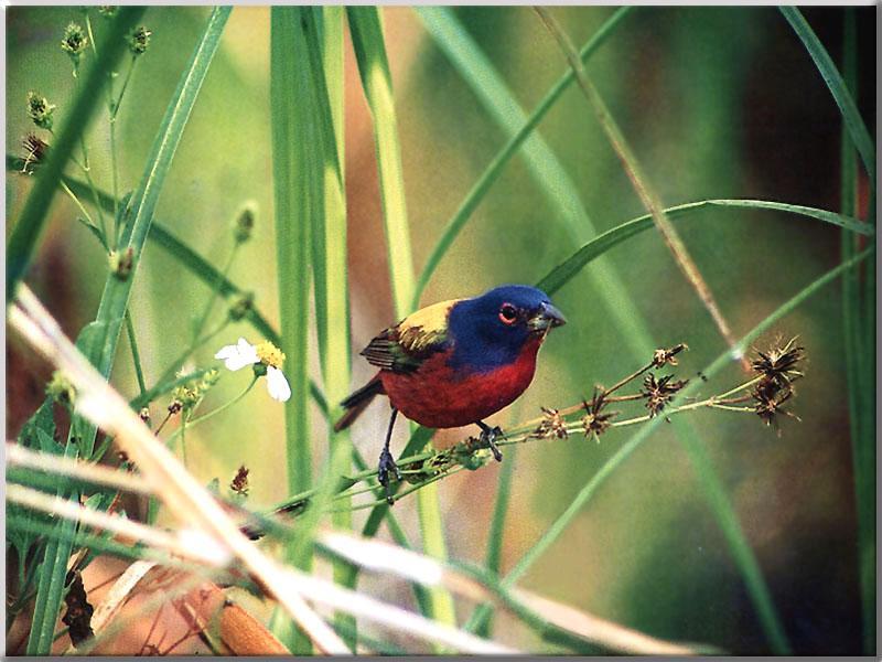 Painted Bunting (Passerina ciris) {!--오색멧새-->; DISPLAY FULL IMAGE.