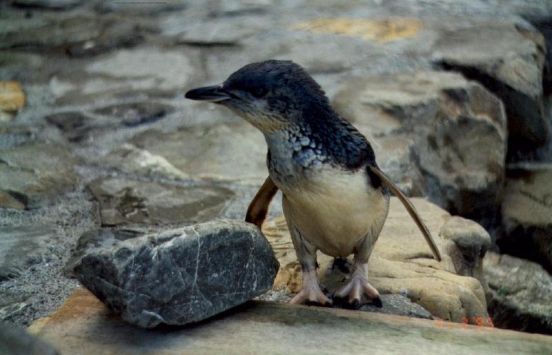 Little Blue Penguin (Eudyptula minor) {!--난쟁이펭귄 (쇠푸른펭귄, 꼬마푸른펭귄)-->; DISPLAY FULL IMAGE.