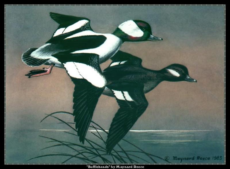 [Animal Art] Bufflehead (Bucephala albeola) pair in flight by Maynard Reece, 1983 {!--큰머리흰뺨오리-->; DISPLAY FULL IMAGE.