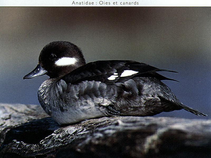 Bufflehead (Bucephala albeola) female on rock {!--큰머리흰뺨오리-->; DISPLAY FULL IMAGE.