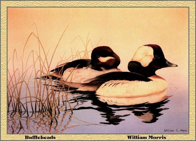 [Animal Art] Bufflehead (Bucephala albeola) {!--큰머리흰뺨오리--> pair by William Morris; DISPLAY FULL IMAGE.