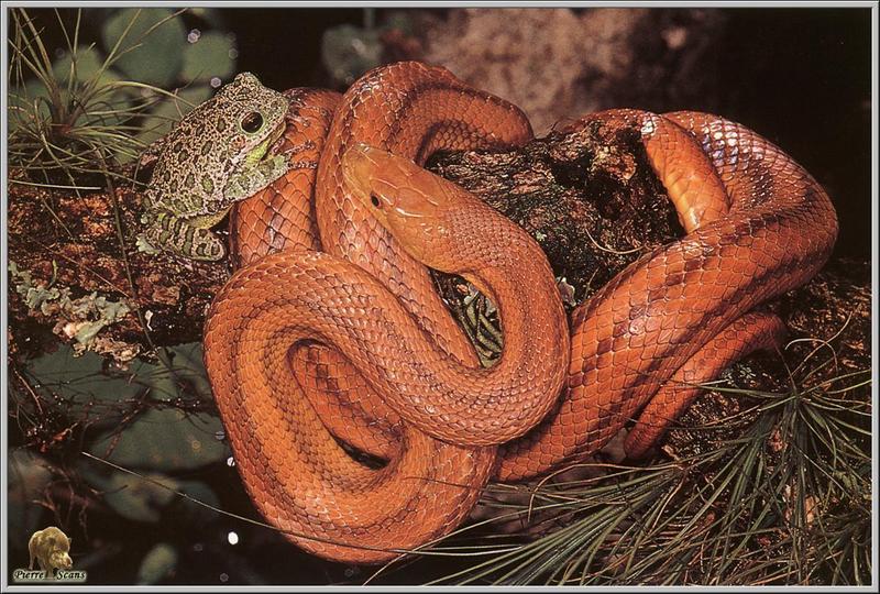 [Pierre Scans] Reptiles: Frog and Snake of Everglades; DISPLAY FULL IMAGE.