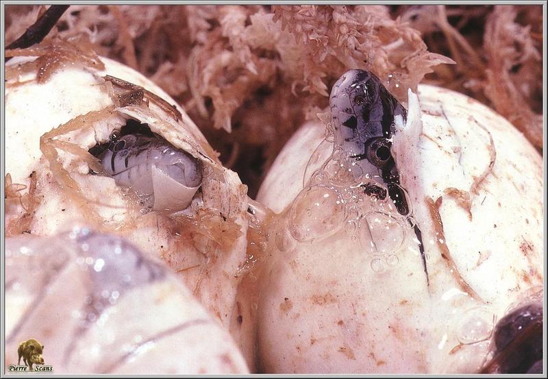 [Pierre Scans] Snake hatchlings from Everglades; DISPLAY FULL IMAGE.