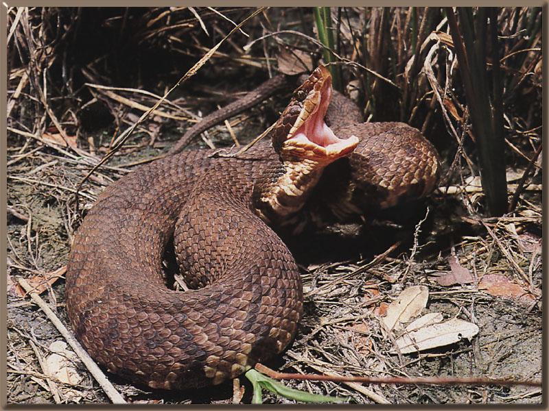 Cottonmouth snake (Agkistrodon piscivorus) {!--늪살모사, Water Moccasin-->; DISPLAY FULL IMAGE.