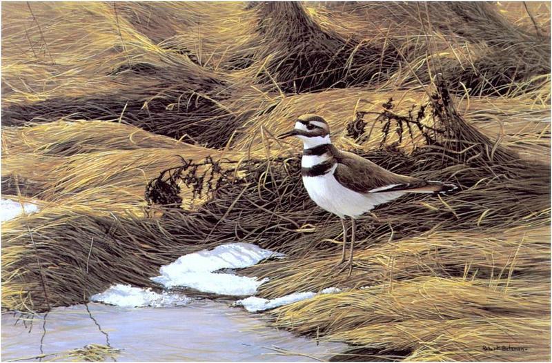 [Animal Art] Killdeer {!--쌍띠물떼새--> - 