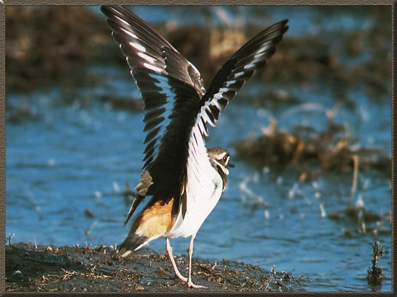 Killdeer(Charadrius vociferus) {!--쌍띠물떼새--> flapping wings; DISPLAY FULL IMAGE.