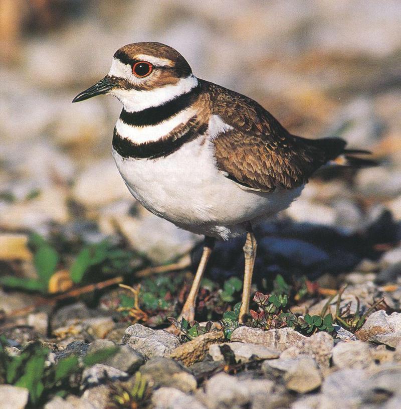 Killdeer(Charadrius vociferus) {!--쌍띠물떼새-->; DISPLAY FULL IMAGE.