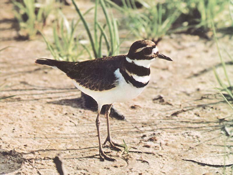 Killdeer(Charadrius vociferus) {!--쌍띠물떼새-->; DISPLAY FULL IMAGE.