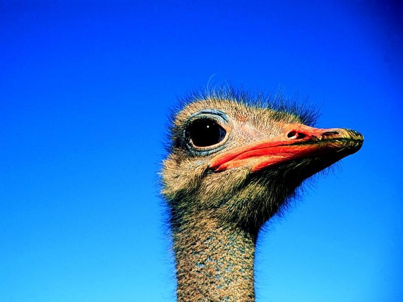 Ostrich(Struthio camelus) {!--타조(駝鳥)--> head; DISPLAY FULL IMAGE.