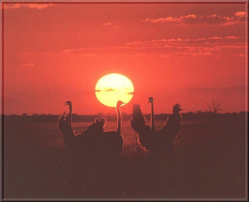 Ostrich(Struthio camelus) {!--타조(駝鳥)-->; DISPLAY FULL IMAGE.