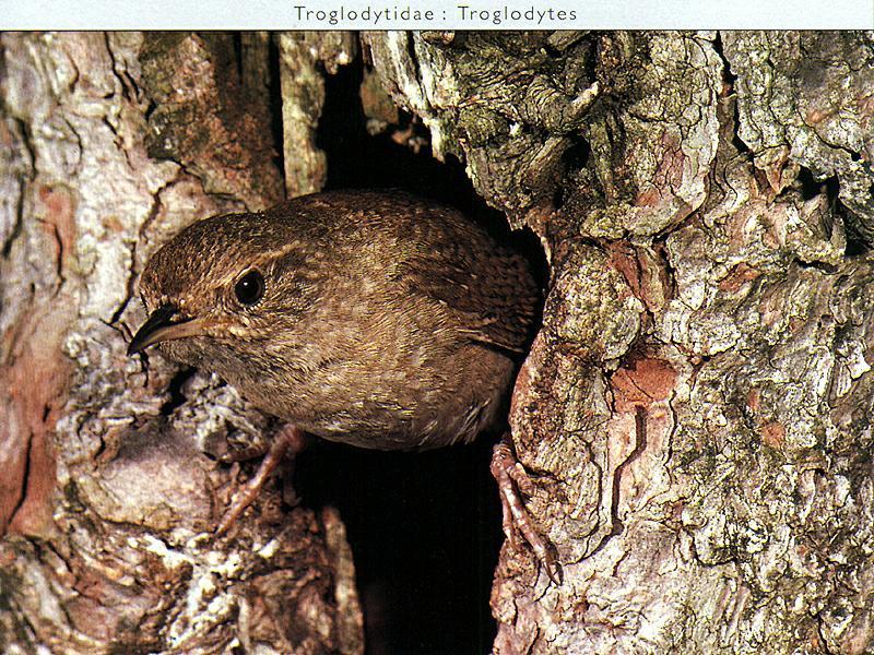 House Wren(Troglodytes aedon) {!--집굴뚝새--> - tree hole entrance; DISPLAY FULL IMAGE.