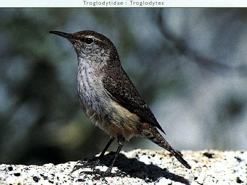 House Wren(Troglodytes aedon) {!--집굴뚝새-->; DISPLAY FULL IMAGE.