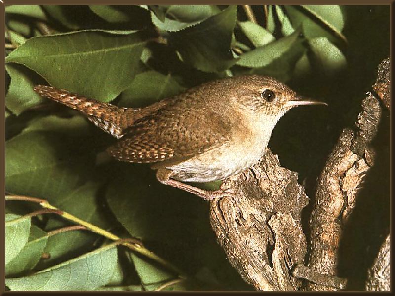 House Wren(Troglodytes aedon) {!--집굴뚝새-->; DISPLAY FULL IMAGE.