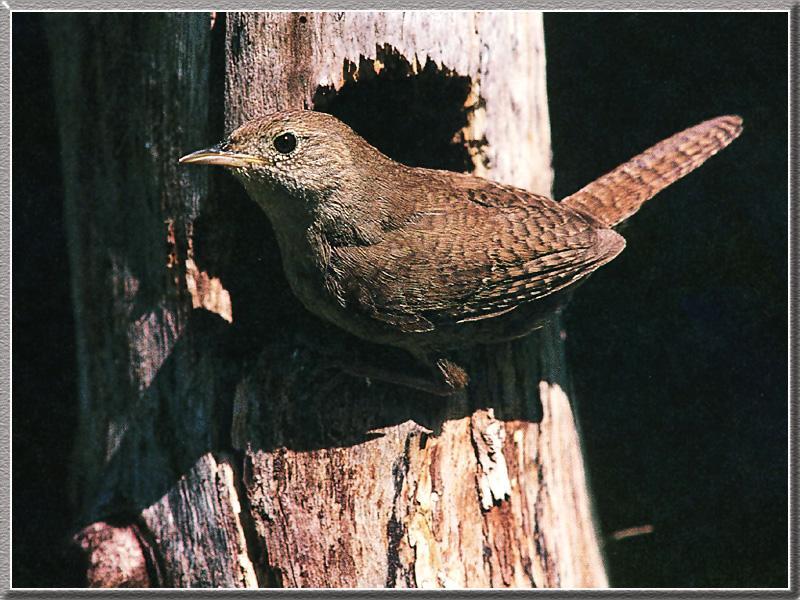 House Wren(Troglodytes aedon) {!--집굴뚝새-->; DISPLAY FULL IMAGE.