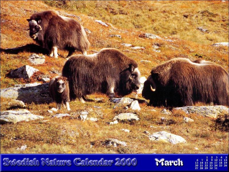 Sweden: Musk Ox - Ovibos moschatus (Zimmermann, 1780) {!--muskox, 사향소-->; DISPLAY FULL IMAGE.