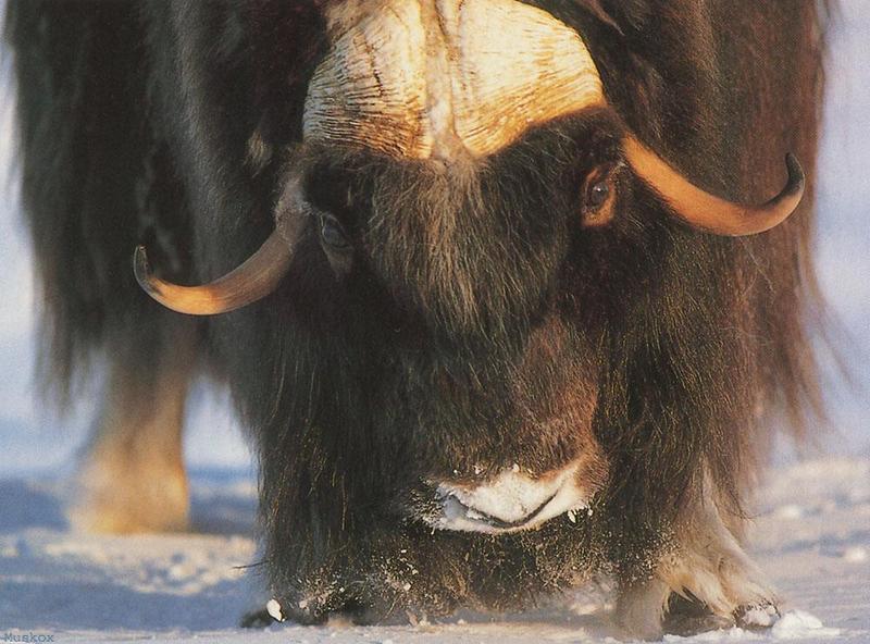Canada: Musk Ox - Ovibos moschatus (Zimmermann, 1780) {!--muskox, 사향소-->; DISPLAY FULL IMAGE.
