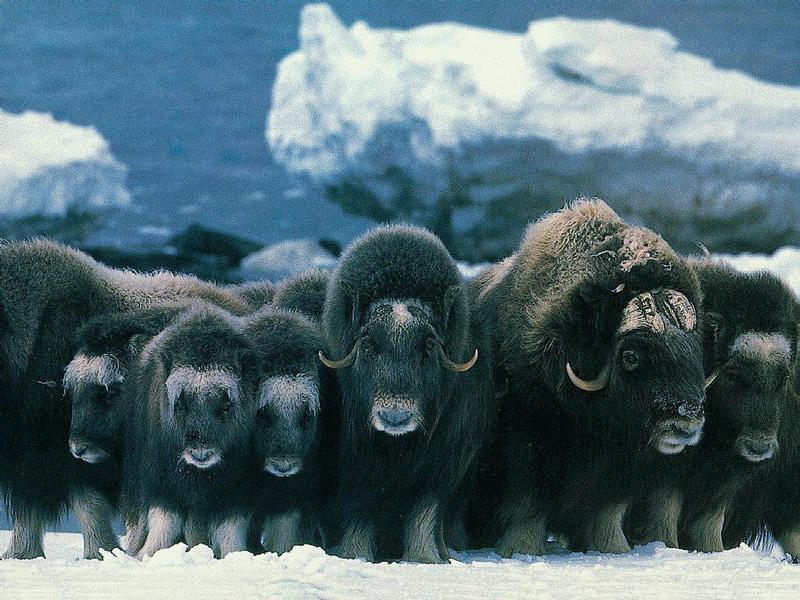 Musk Ox - Ovibos moschatus (Zimmermann, 1780) {!--muskox, 사향소-->; DISPLAY FULL IMAGE.