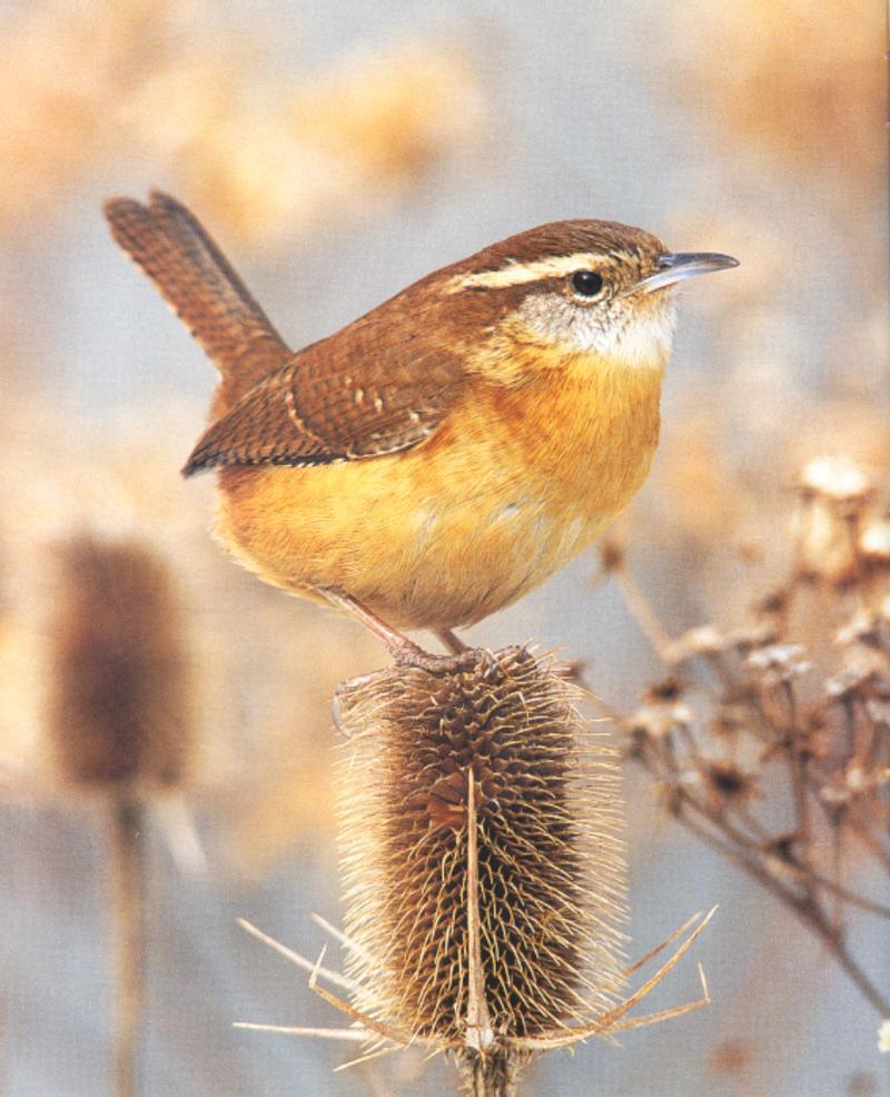 Carolina Wren (Thryothorus ludoviciantus); DISPLAY FULL IMAGE.