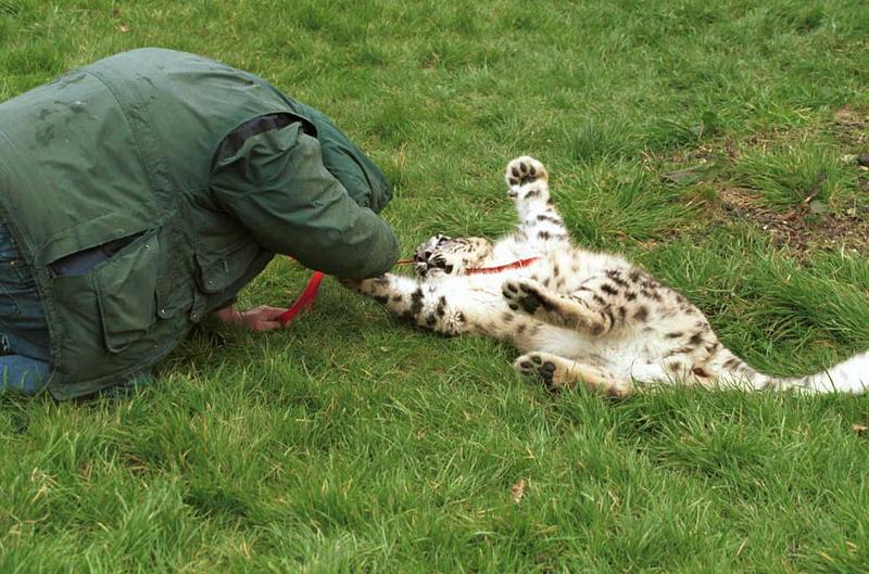 Snow Leopard (Uncia uncia) {!--설표-->; DISPLAY FULL IMAGE.