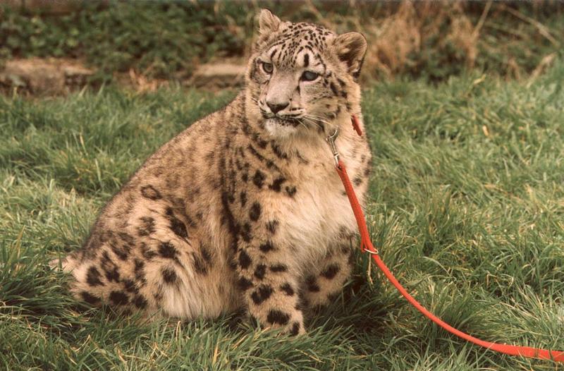 Snow Leopard (Uncia uncia) {!--설표-->; DISPLAY FULL IMAGE.