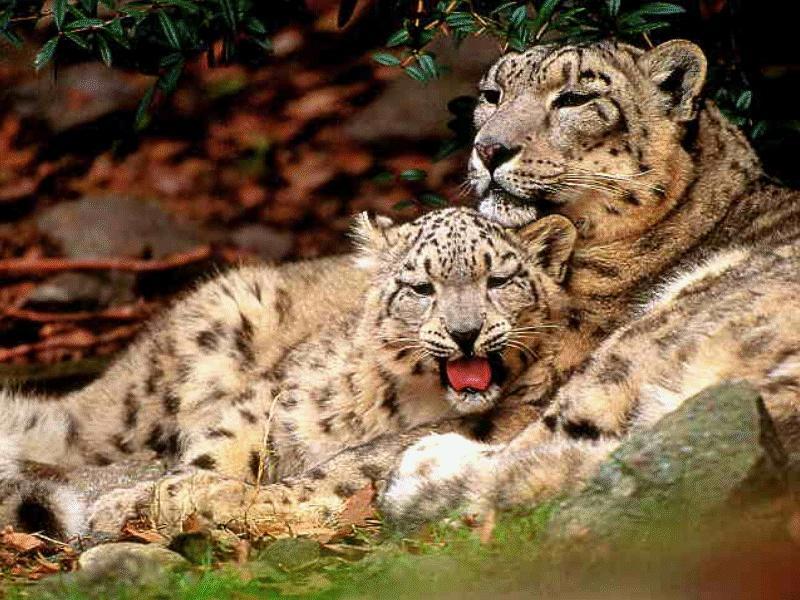 Snow Leopards (Uncia uncia) {!--설표-->; DISPLAY FULL IMAGE.