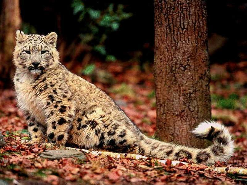 Snow Leopard (Uncia uncia) {!--설표-->; DISPLAY FULL IMAGE.