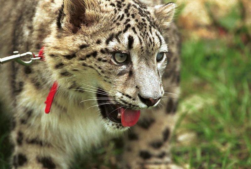 Snow Leopard (Uncia uncia) {!--설표-->; DISPLAY FULL IMAGE.