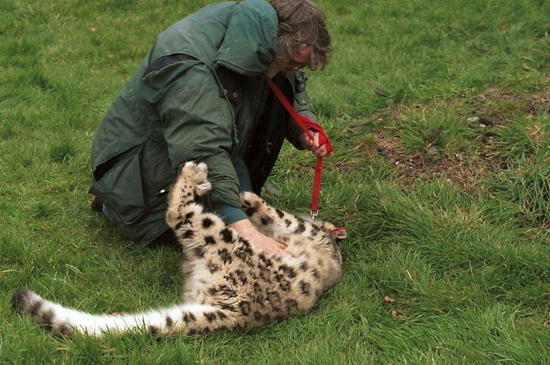 Snow Leopard (Uncia uncia) {!--설표-->; DISPLAY FULL IMAGE.