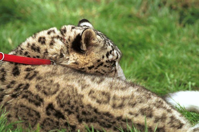 Snow Leopard (Uncia uncia) {!--설표-->; DISPLAY FULL IMAGE.