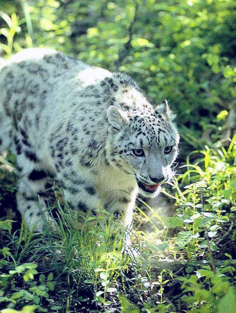 Snow Leopard (Uncia uncia) {!--설표-->; DISPLAY FULL IMAGE.