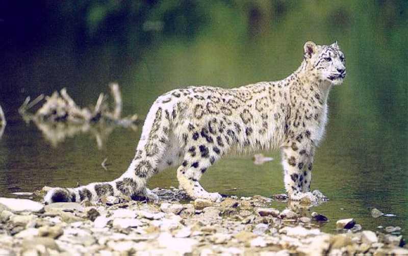 Snow Leopard (Uncia uncia) {!--설표-->; DISPLAY FULL IMAGE.